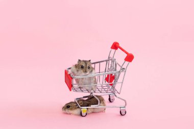 Asya hamsterı kaçar ve alışveriş arabasında oturur.