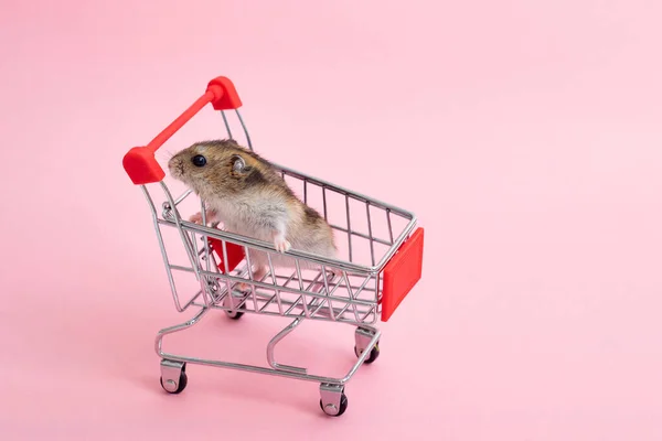 Asiatico criceto fugge e si siede in shopping carrello — Foto Stock