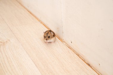 Fareler ve hamsterlar evin her yerinde koşuşturuyor..