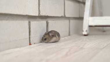 Fareler ve hamsterlar evin her yerinde koşuşturuyor..