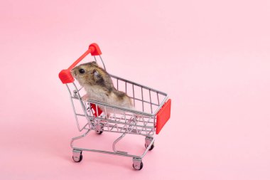 Asya hamsterı kaçar ve alışveriş arabasında oturur.