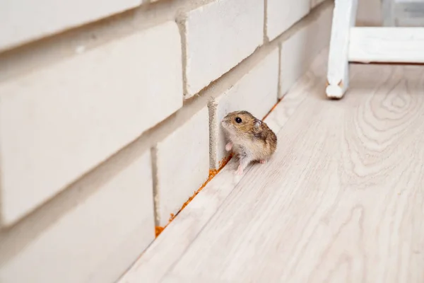 Ratos ou hamsters correm por todo o chão em casa . — Fotografia de Stock
