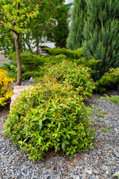 Green bushes in the flower bed at home. — Stock Photo, Image