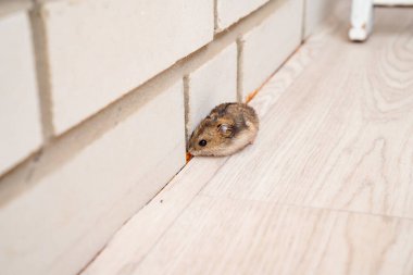 Fareler ve hamsterlar evin her yerinde koşuşturuyor..