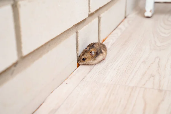 Myši nebo křečci pobíhají po celé podlaze v domě. — Stock fotografie