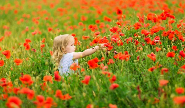 Mooi kind plukken bloemen in papaverveld — Stockfoto