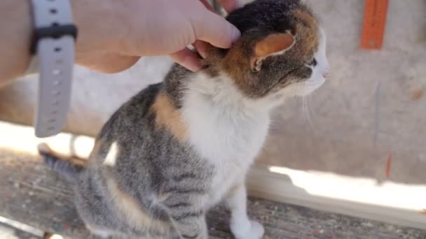 Mann streichelt eine Katze auf der Straße. — Stockvideo