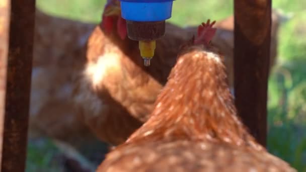 Rote Henne zu Hause auf Mini-Bauernhof trinken aus einem Futterbecher. — Stockvideo