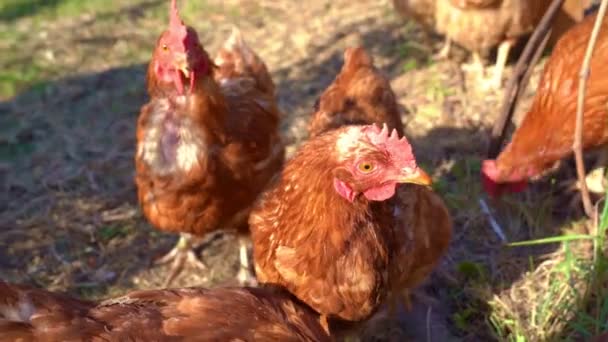 maison de poule rouge sur mini ferme .