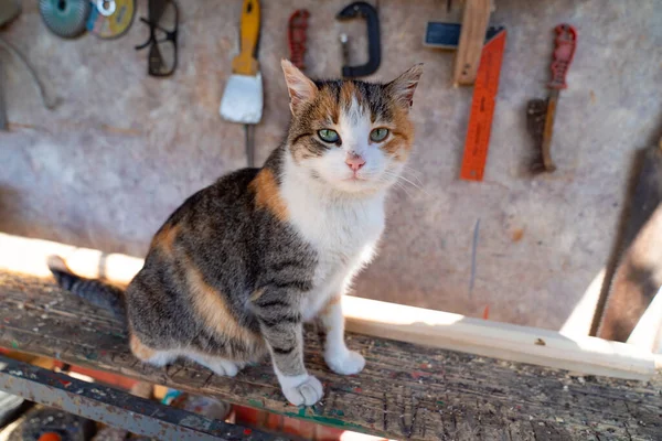Gato sentado no fundo de ferramentas de trabalho — Fotografia de Stock