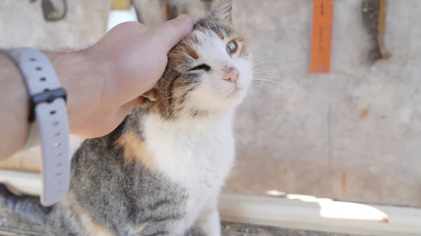 Man hand smeka en katt på gatan. — Stockfoto