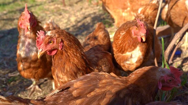 Rote Henne auf Mini-Bauernhof. — Stockfoto