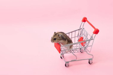 Asya hamsterı kaçar ve alışveriş arabasında oturur.