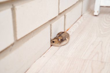 Fareler ve hamsterlar evin her yerinde koşuşturuyor..