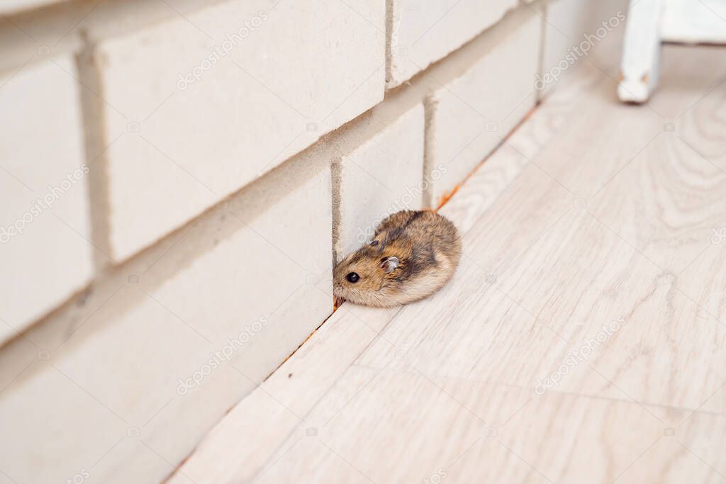 mice or hamsters run all over floor in house.