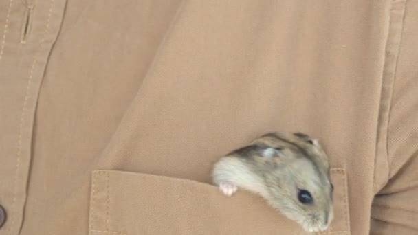 Hamster klättrar ur bruna fickan. — Stockvideo