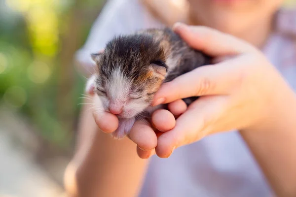 newborn kitten in hands of a small girl.