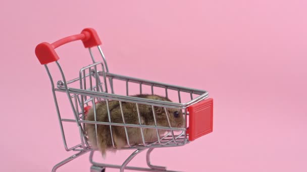 Asijský křeček uteče a sedí v nákupním košíku