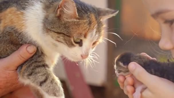 Yeni doğmuş kedi yavrusu bir kızın ellerinde. Anne kedi.. — Stok video