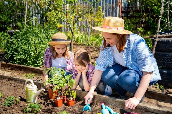 Mom and her cute daughters planting seedlings — Stock Photo, Image