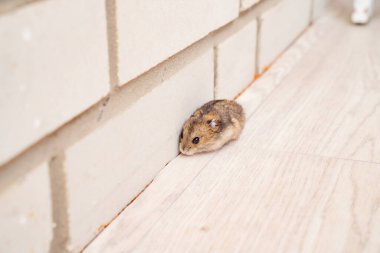 Fareler ve hamsterlar evin her yerinde koşuşturuyor..