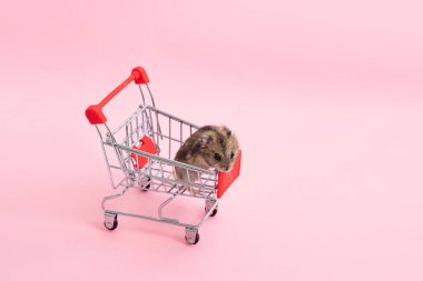 Asya hamsterı kaçar ve alışveriş arabasında oturur.