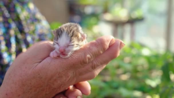 Neugeborenes Kätzchen in den Händen einer Person. — Stockvideo