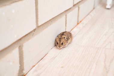 Fareler ve hamsterlar evin her yerinde koşuşturuyor..