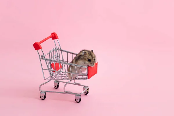 Asiatischer Hamster läuft weg und sitzt im Einkaufswagen — Stockfoto