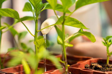 Sulama tenekesi ve filizler kapanıyor. çocuk eli 