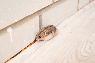 Fareler ve hamsterlar evin her yerinde koşuşturuyor..