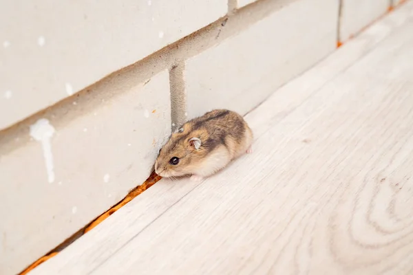 Ratones o hámsters corren por todo el piso en la casa . — Foto de Stock