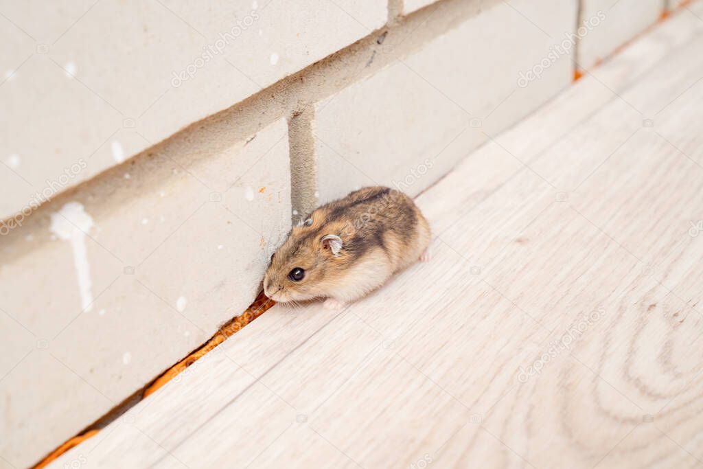 mice or hamsters run all over floor in house.