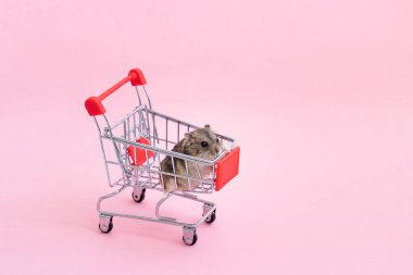 Asya hamsterı kaçar ve alışveriş arabasında oturur.