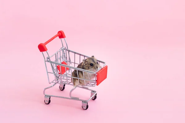 Hamster asiatique s'enfuit et s'assoit dans le panier — Photo