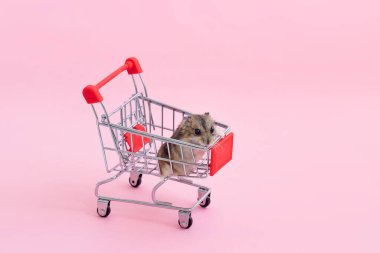 Asya hamsterı kaçar ve alışveriş arabasında oturur.