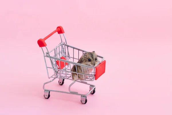 Hamster asiatique s'enfuit et s'assoit dans le panier — Photo