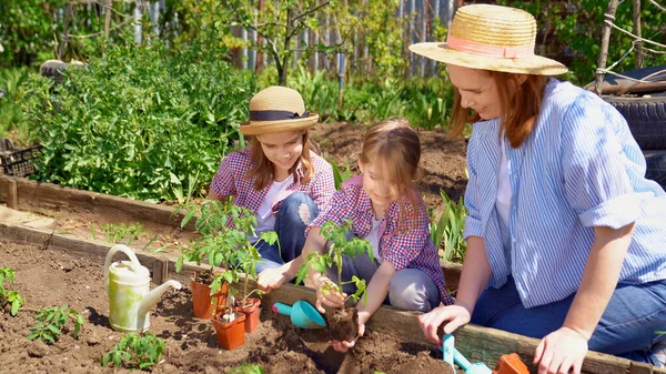 Mom and her cute daughters planting seedlings — Stock Photo, Image