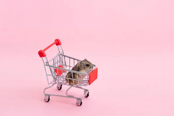 Hamster asiatique s'enfuit et s'assoit dans le panier — Photo