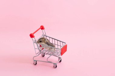 Asya hamsterı kaçar ve alışveriş arabasında oturur.