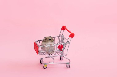 Asya hamsterı kaçar ve alışveriş arabasında oturur.