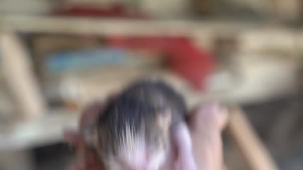 Vid tar bort nyfödd kattunge från mannens händer — Stockvideo