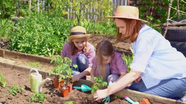 Mamá y sus hijas lindas plantando plántulas — Vídeo de stock