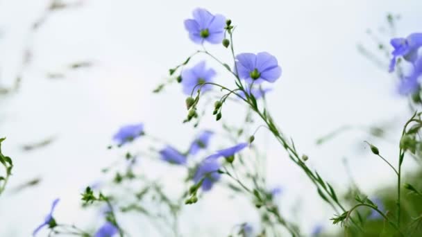 Μπλε λουλούδι άνοιξη πεδίο στο φόντο του ουρανού. — Αρχείο Βίντεο