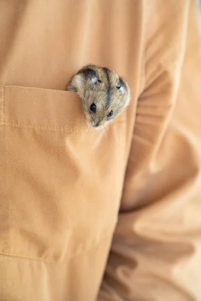 Hamster climbs out of brown pocket.