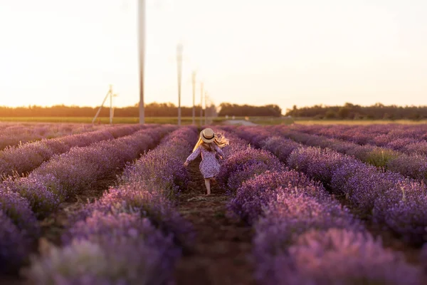 Gebied van lavendel. Een klein meisje gaat. Achteraanzicht. — Stockfoto