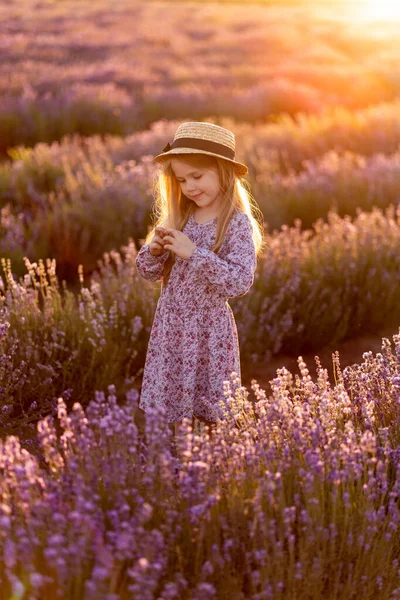 Provenza. campo de lavanda. niña pequeña puesta de sol . — Foto de Stock