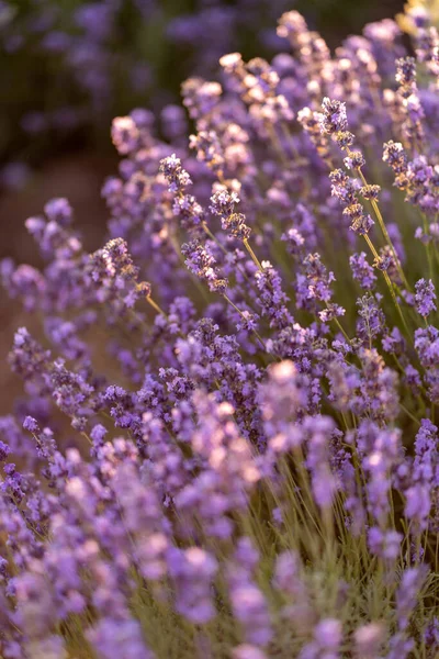 Lavendelfeld. Blumen aus nächster Nähe. — Stockfoto