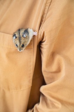 Hamster kahverengi cepten çıkıyor.. 