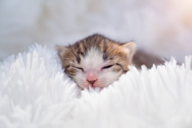 Beyaz kabarık bir battaniyenin üzerinde küçük bir kedi yavrusu. Evcil hayvanlar